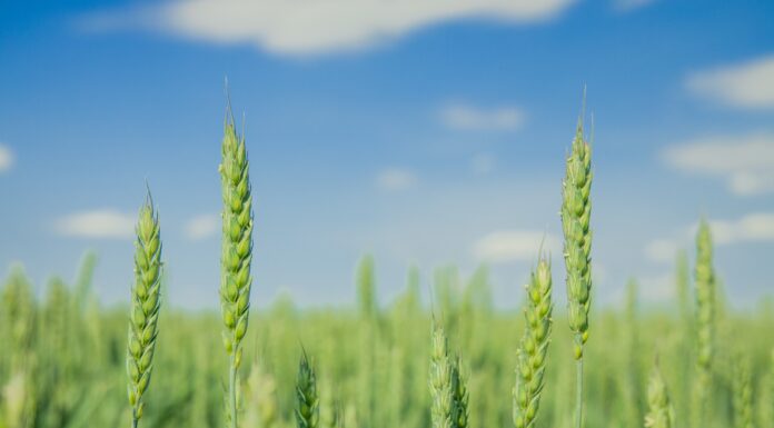 FFAR and CIMMYT Pair Up to Protect Wheat from Ravages of Climate Change
