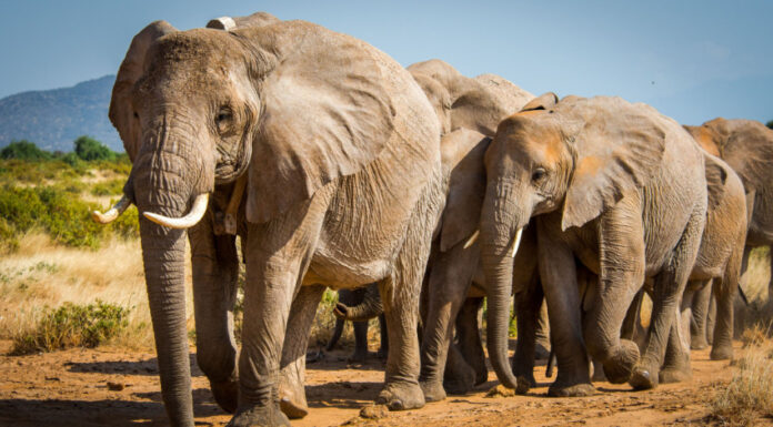 African Elephants Recognized as Two Species, Listed as Endangered and Critically Endangered