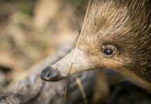 Dig This: A Tiny Echidna Moves 8 Trailer-loads of Soil a Year, Helping Tackle Climate Change