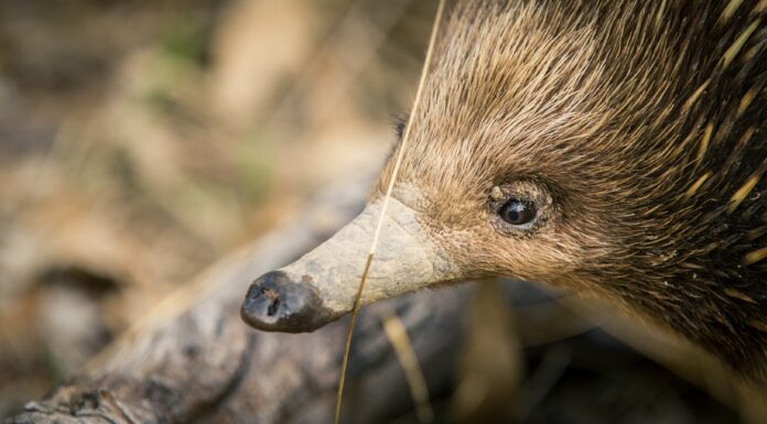 Dig This: A Tiny Echidna Moves 8 Trailer-loads of Soil a Year, Helping Tackle Climate Change