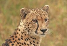 Global Campaign Aims to End Cheetah Trafficking