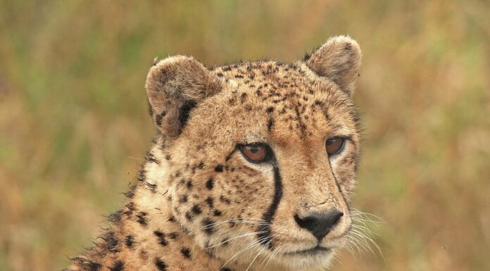 Global Campaign Aims to End Cheetah Trafficking