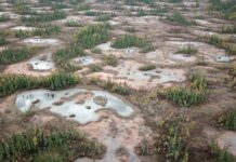 How Scientists are Restoring Boreal Peatlands to Help Keep Carbon in the Ground