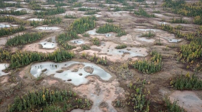 How Scientists are Restoring Boreal Peatlands to Help Keep Carbon in the Ground
