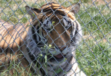 TikTok Joins Global Coalition to End Wildlife Trafficking Online