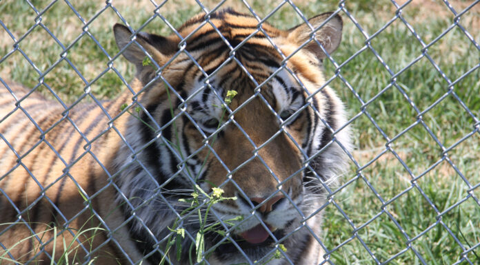 TikTok Joins Global Coalition to End Wildlife Trafficking Online