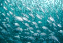 Protecting the Ocean is Key to Fighting Climate Change