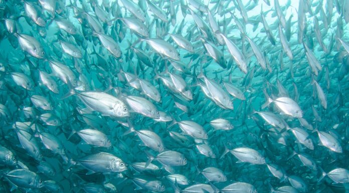 Protecting the Ocean is Key to Fighting Climate Change