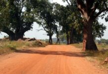 What Burkina Faso Can Teach Us About Forest Restoration