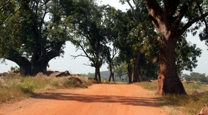 What Burkina Faso Can Teach Us About Forest Restoration