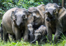 Gabon and Costa Rica: International Environmental Law Must be Strengthened to Tackle Wildlife Crime, Prevent Future Pandemics