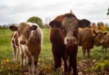 Drastic Methane Cuts are Both Urgent and Possible