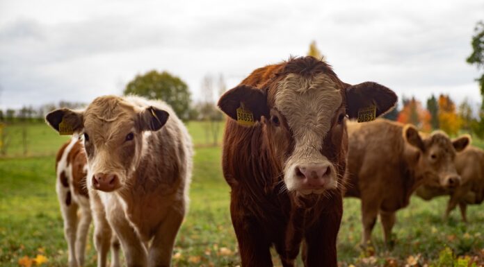 Drastic Methane Cuts are Both Urgent and Possible