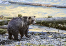 Respect for Indigenous Knowledge Must Lead Nature Conservation Efforts in Canada