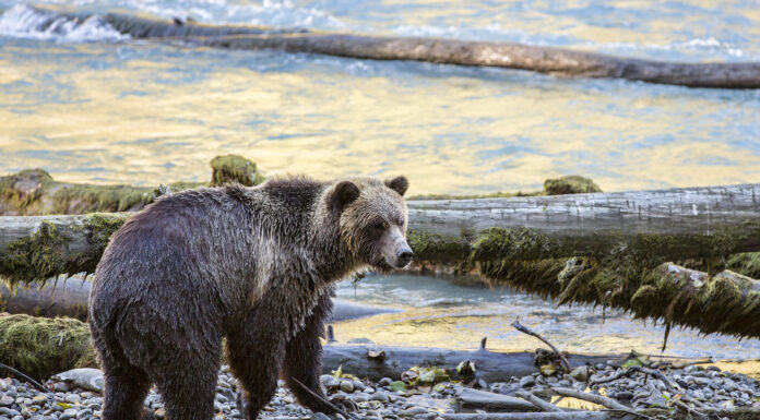 Respect for Indigenous Knowledge Must Lead Nature Conservation Efforts in Canada