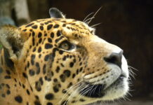 Driven to Extinction in the United States, Scientists Suggest Now May Be the Time to Reintroduce Jaguars