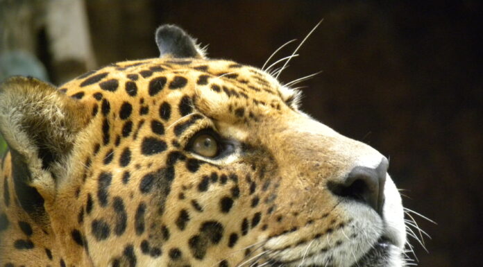 Driven to Extinction in the United States, Scientists Suggest Now May Be the Time to Reintroduce Jaguars