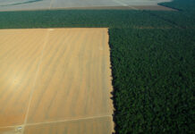 Amazonian Deforestation Could Cost Brazilian Agribusiness Hundreds of Billions by 2050