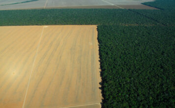Amazonian Deforestation Could Cost Brazilian Agribusiness Hundreds of Billions by 2050