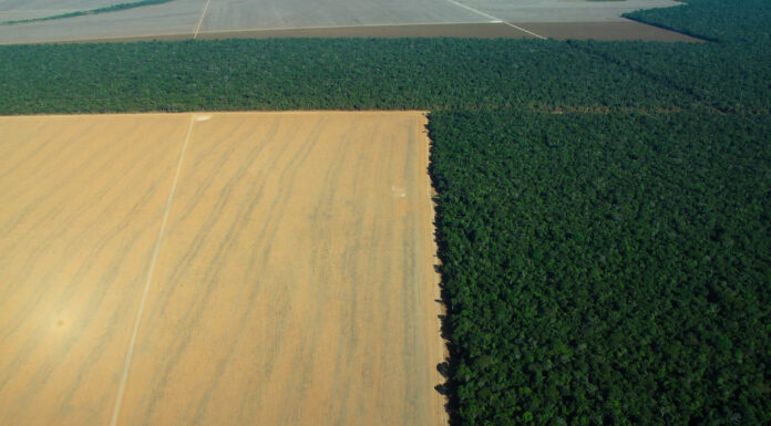 Amazonian Deforestation Could Cost Brazilian Agribusiness Hundreds of Billions by 2050