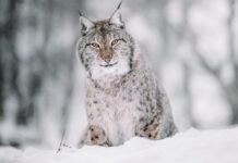 Scotland Could Become the World’s First ‘Rewilding Nation’