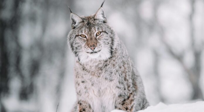 Scotland Could Become the World’s First ‘Rewilding Nation’