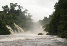 Gabon Becomes First African Nation to Be Rewarded for Rainforest Protection, Receives $17 Million for Emissions Reductions