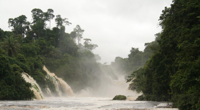 Gabon Becomes First African Nation to Be Rewarded for Rainforest Protection, Receives $17 Million for Emissions Reductions