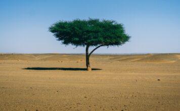 What the Documentation of 1.8 Billion Trees in West Africa Means for Climate Change Adaptation