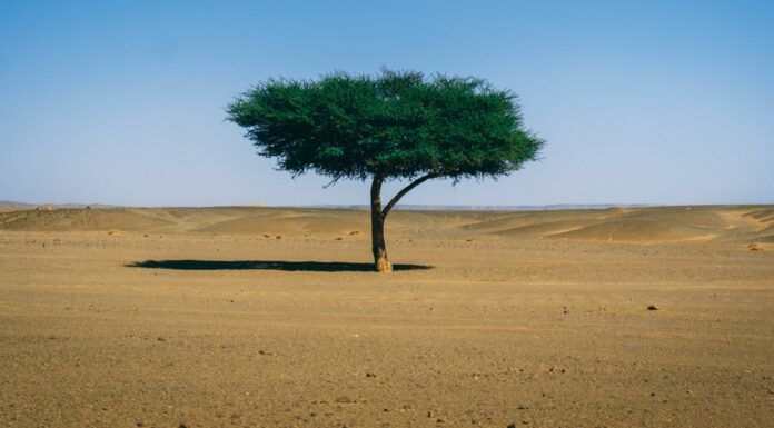 What the Documentation of 1.8 Billion Trees in West Africa Means for Climate Change Adaptation