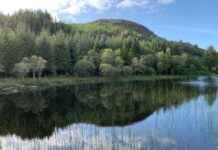Wales Goes Green with Welsh National Forest Plan
