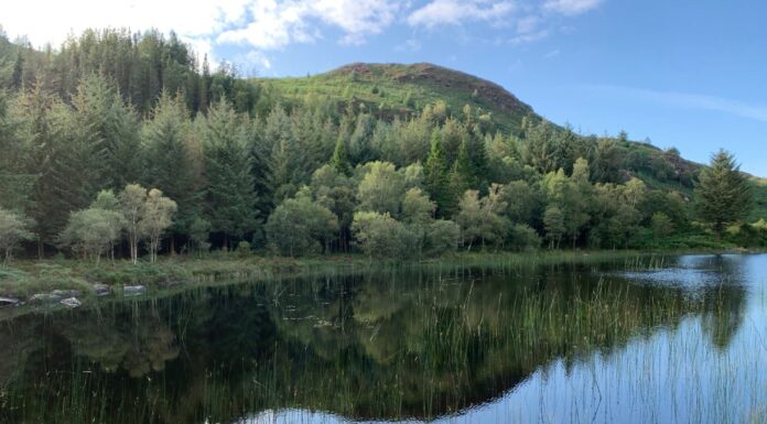 Wales Goes Green with Welsh National Forest Plan