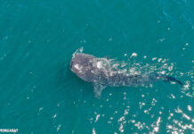 Australian Government to Protect an Area Twice the Size of the Great Barrier Reef with New Marine Parks