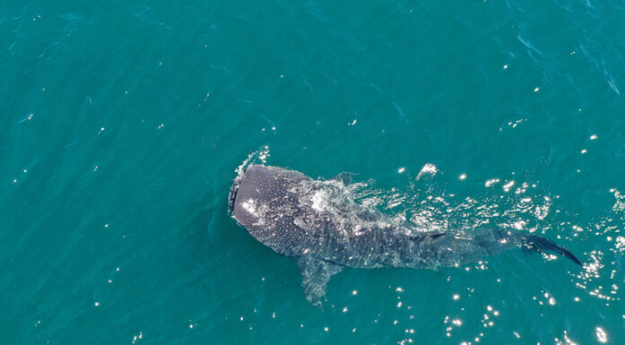 Australian Government to Protect an Area Twice the Size of the Great Barrier Reef with New Marine Parks