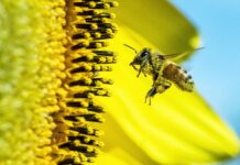 Nature Protection is a ‘Win-Win’ for Biodiversity and Economy, Could Prevent Nearly $3 Trillion in Losses Each Year