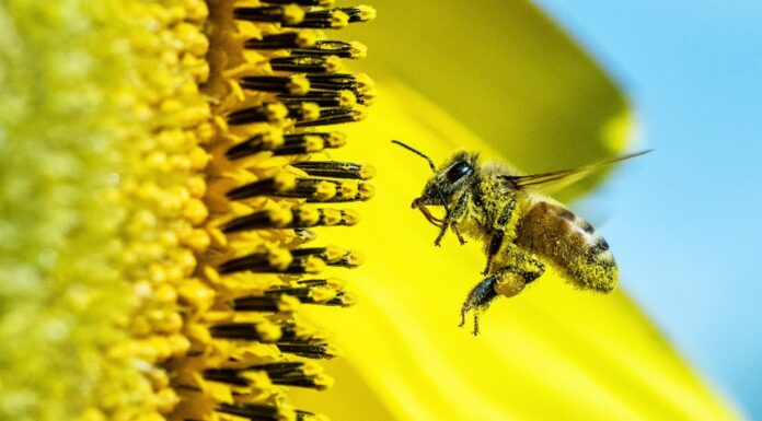 Nature Protection is a ‘Win-Win’ for Biodiversity and Economy, Could Prevent Nearly $3 Trillion in Losses Each Year