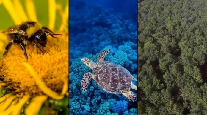 Season 2 Trailer | Common Home Conversations Pathway to 2022