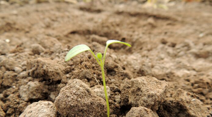 The Organization Planting Millions of Trees in Old Coal Mines