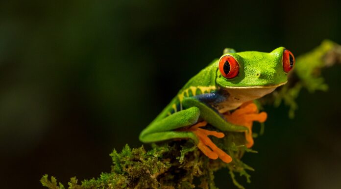 Four Ways to Tackle the Climate and Biodiversity Crises Simultaneously