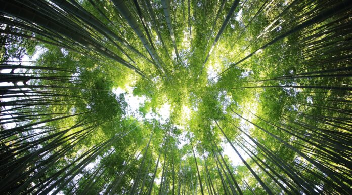 This Proven Strategy Can Reverse Biodiversity Loss and Boost Economies