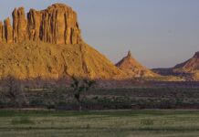 11,000-year-old Solution to Modern Problem: Ancient Potato Could Thrive in Changing Climate