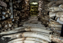 Hong Kong Cracks Down on Wildlife Trafficking, Adds Illegal Wildlife Trade to Organized Crime Law