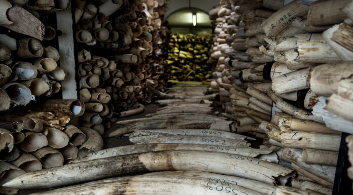 Hong Kong Cracks Down on Wildlife Trafficking, Adds Illegal Wildlife Trade to Organized Crime Law