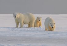 New Global Biodiversity Goals Must Take These Key Lessons Into Account