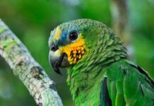 U.N. Science Panel Releases Initial Findings of Upcoming Overview of the Amazon