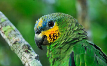 U.N. Science Panel Releases Initial Findings of Upcoming Overview of the Amazon