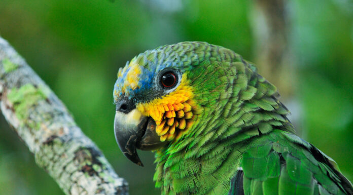 U.N. Science Panel Releases Initial Findings of Upcoming Overview of the Amazon