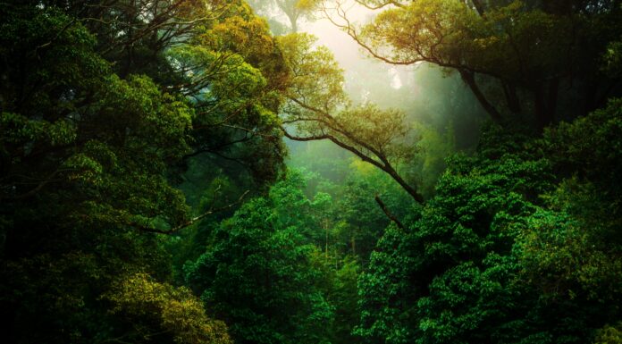 This Is Why It’s Good Business to Invest in Nature Conservation