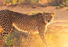 Rewilding: Cheetahs Will Return to Maputo Special Reserve After 60 Years