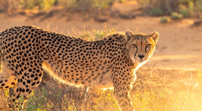 Rewilding: Cheetahs Will Return to Maputo Special Reserve After 60 Years
